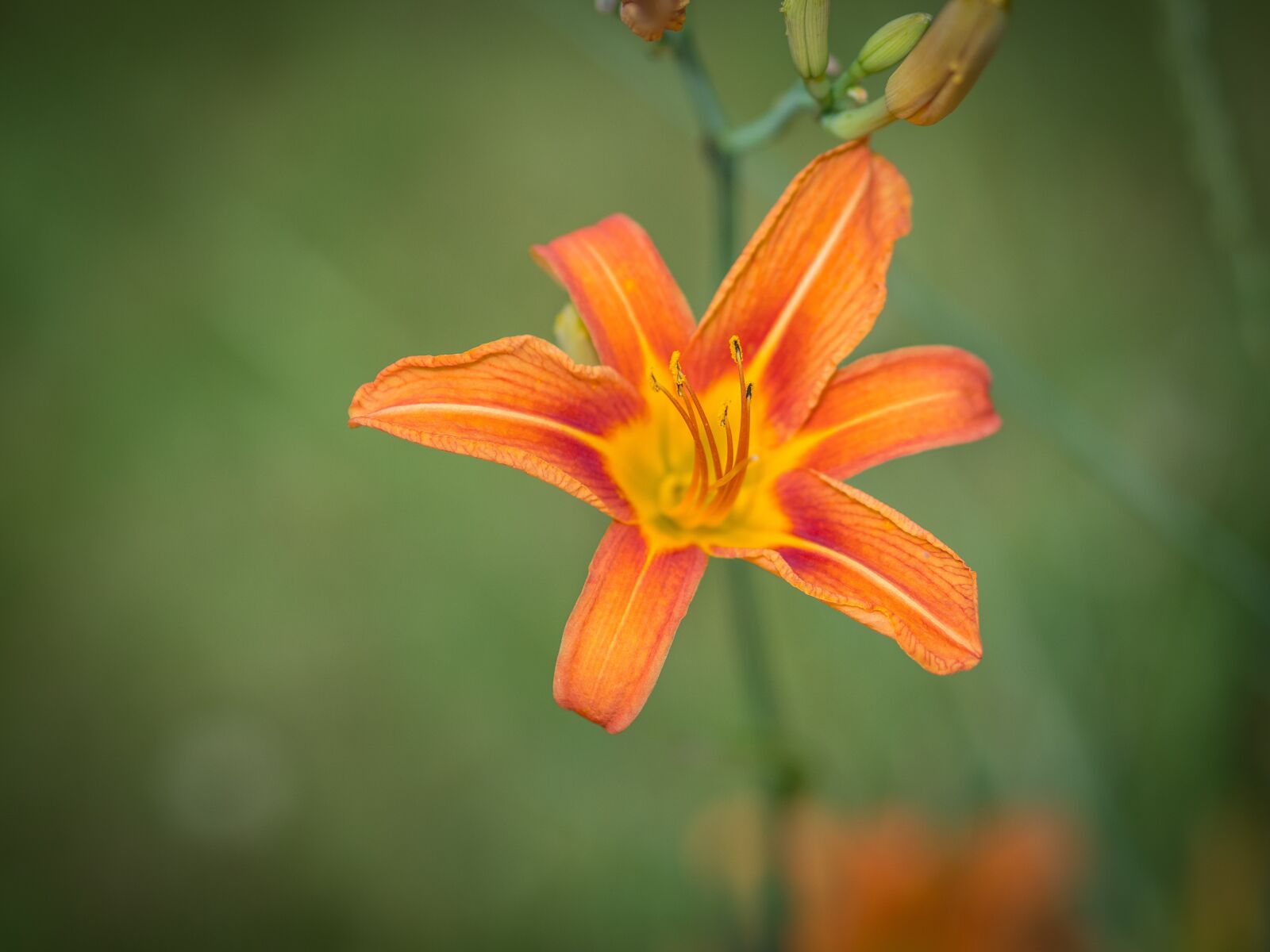 Olympus M.Zuiko Digital ED 75mm F1.8 sample photo. Flower, pollen, orange photography