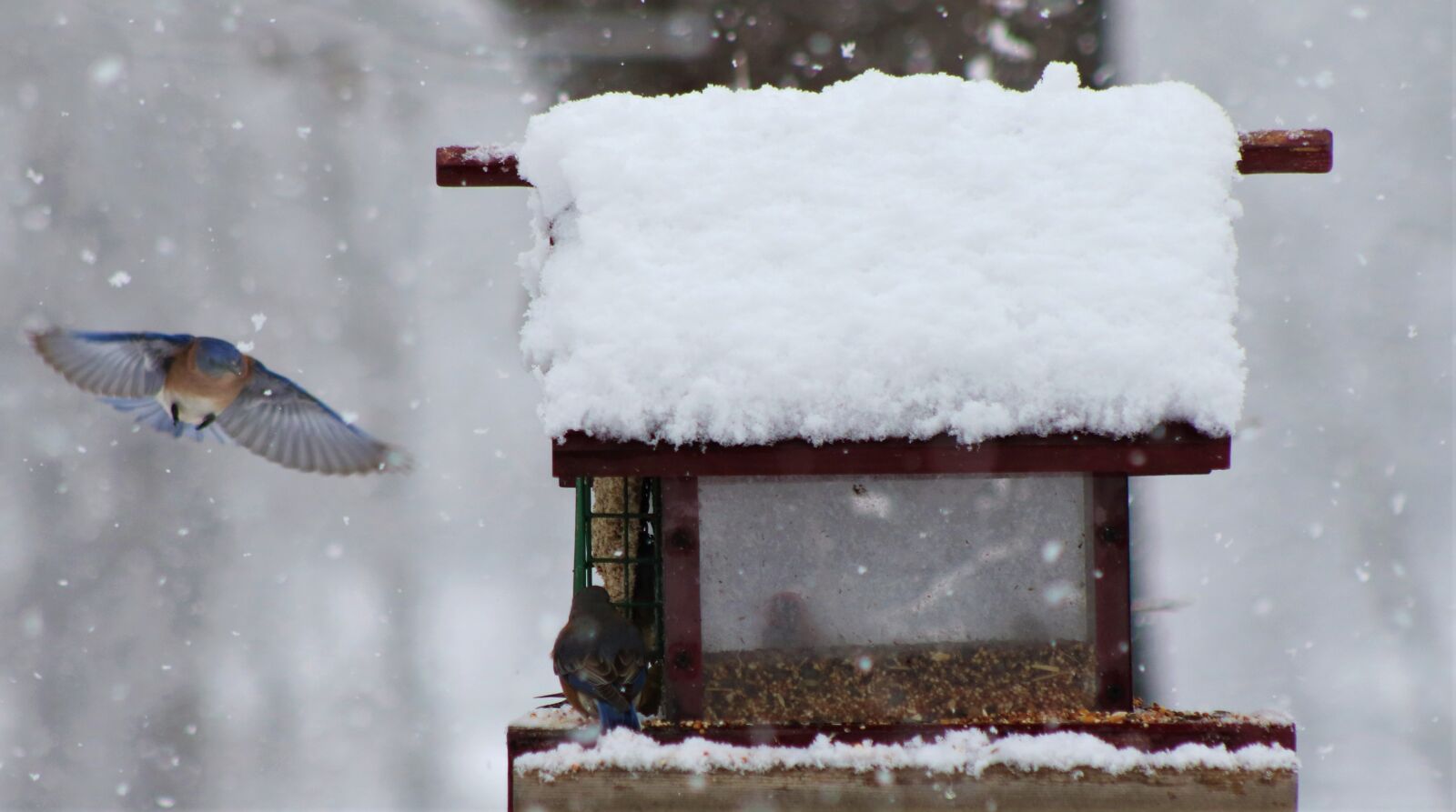 Canon EOS 7D Mark II sample photo. Eastern bluebird flying in photography