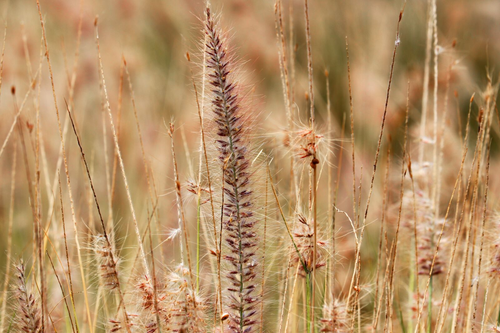 Canon EOS 80D sample photo. Grasses, spikes, prairie photography