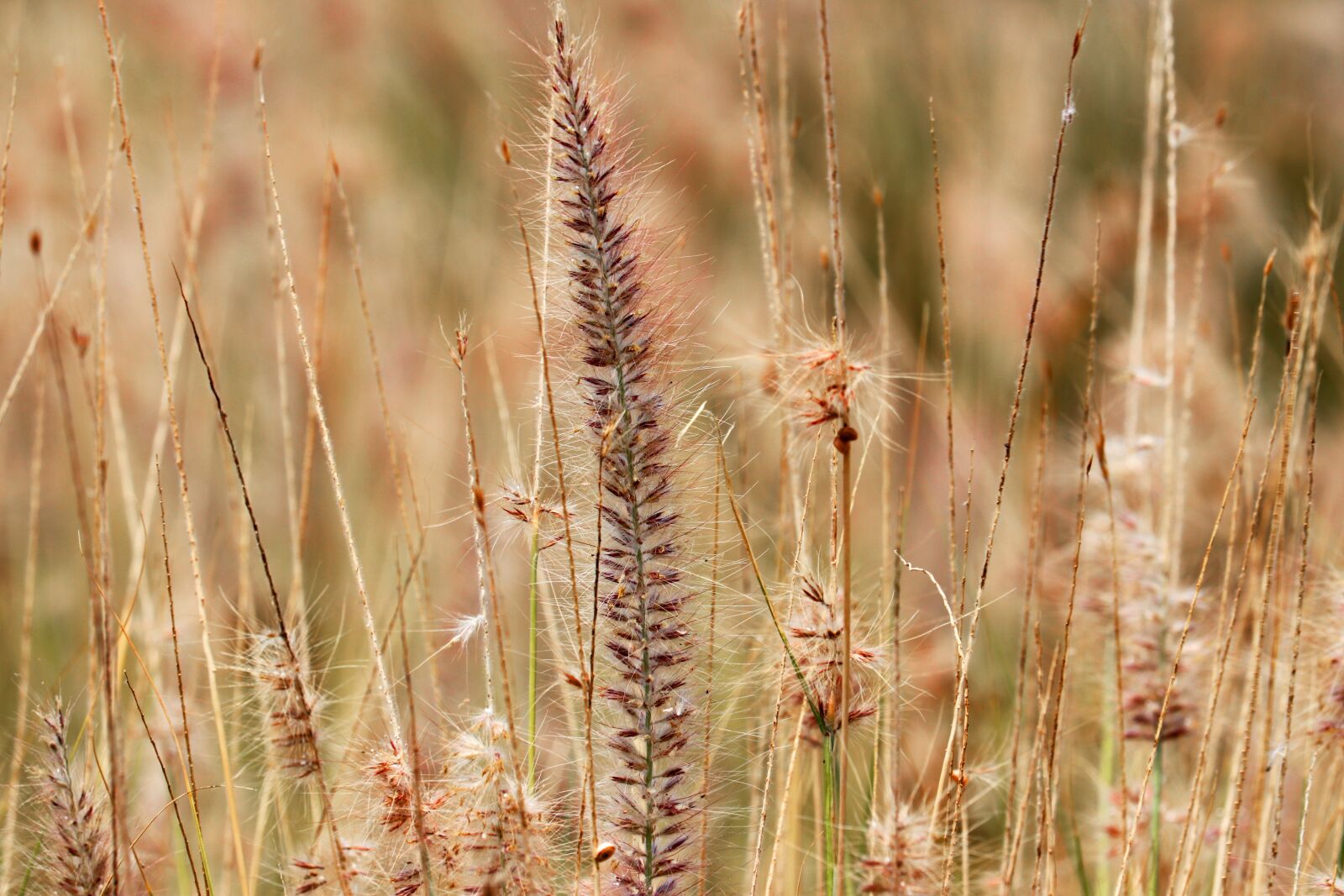 Canon EOS 80D + Canon EF-S 55-250mm F4-5.6 IS STM sample photo. Grasses, spikes, prairie photography