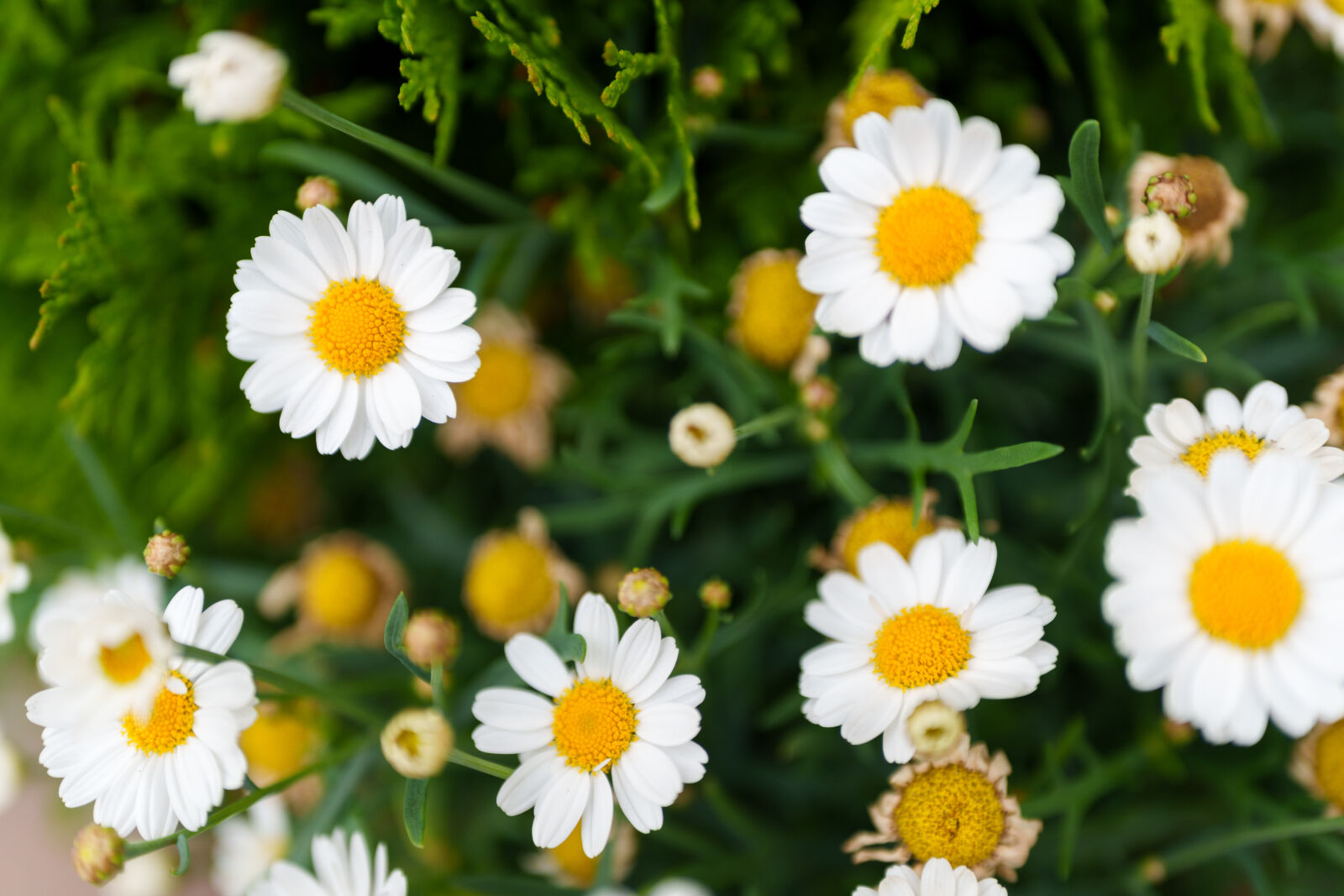 Sigma 28-45mm F1.8 DG DN Art sample photo. Flower bokeh photography