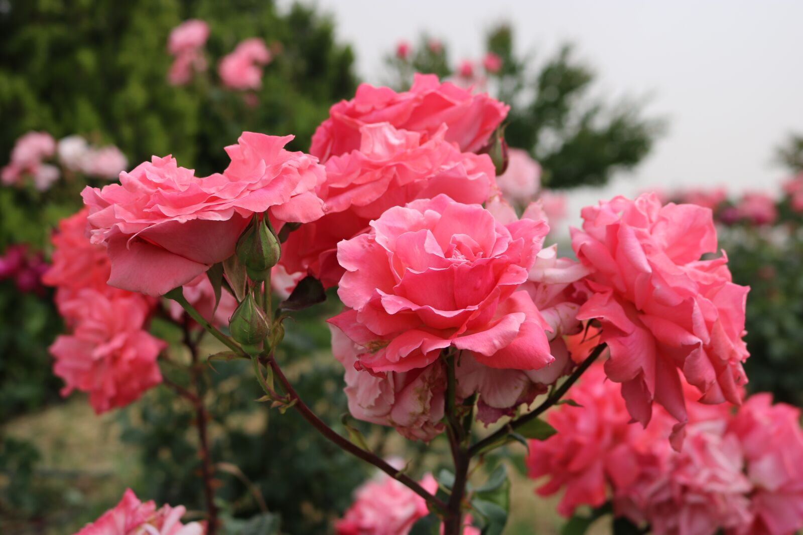 Canon EOS 750D (EOS Rebel T6i / EOS Kiss X8i) sample photo. Rose, pink, garden photography