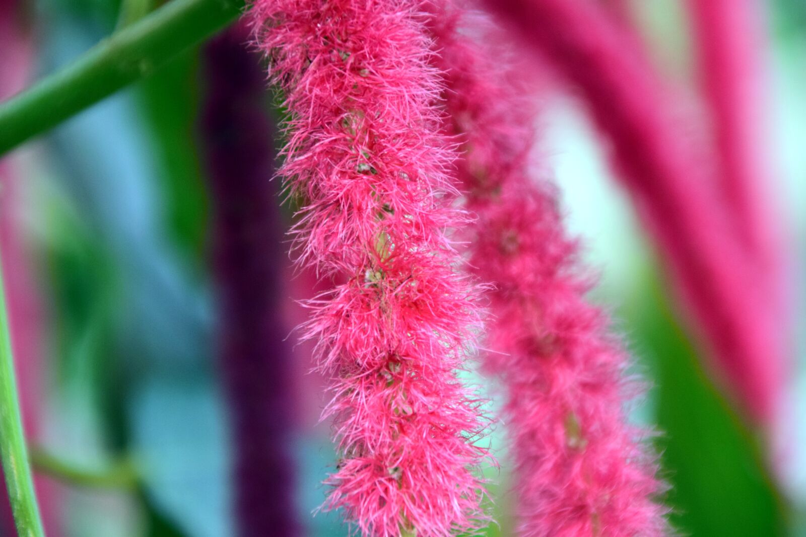 Nikon D3300 sample photo. Cattail, acalypha hispida, blossom photography