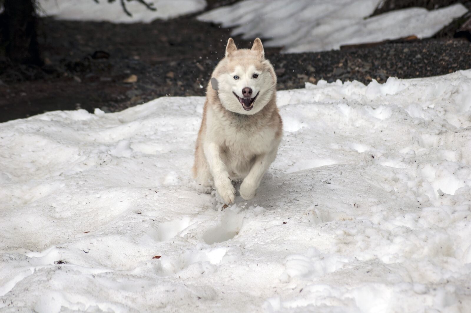 Nikon D50 sample photo. Husky, dog, canine photography