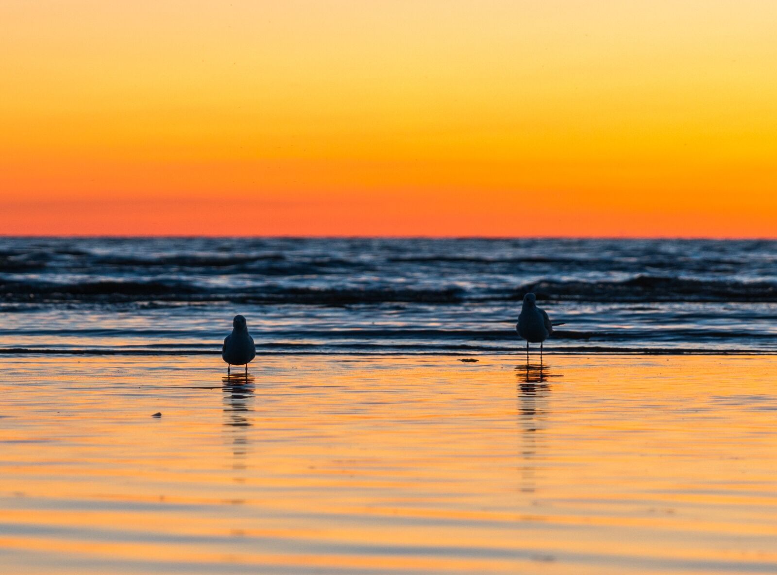 Canon EF 24-70mm F2.8L II USM sample photo. Sunset, gulls, water photography