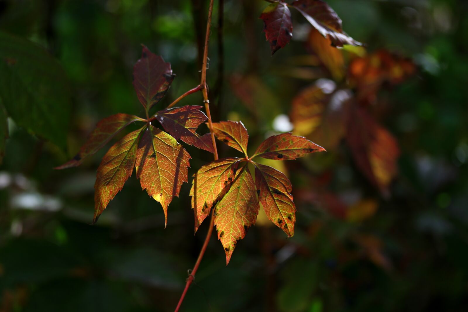 Canon EF-S 60mm F2.8 Macro USM sample photo. Leaves, yellow, autumn photography