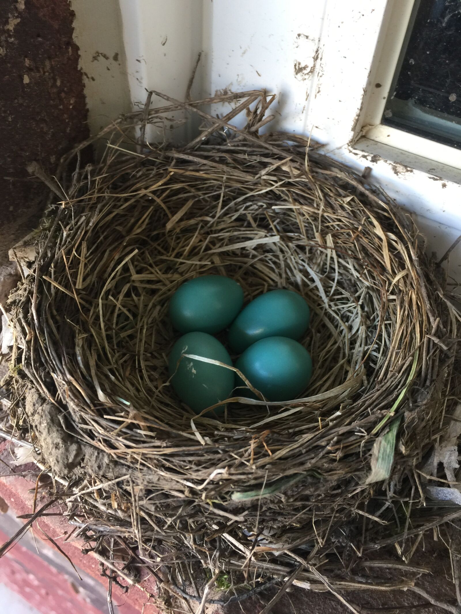 iPhone 6 Plus back camera 4.15mm f/2.2 sample photo. Robin, eggs, nest photography