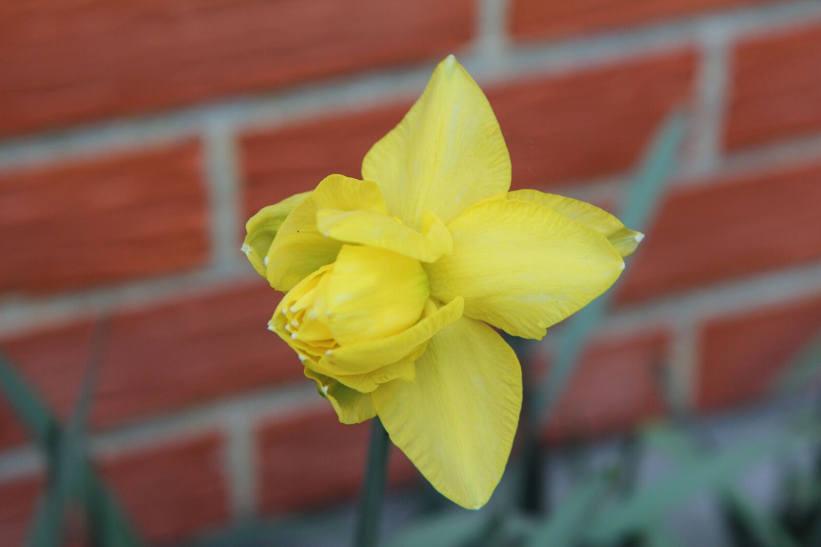 Canon EOS 600D (Rebel EOS T3i / EOS Kiss X5) sample photo. Narcissus yellow, narcissus, daffodils photography