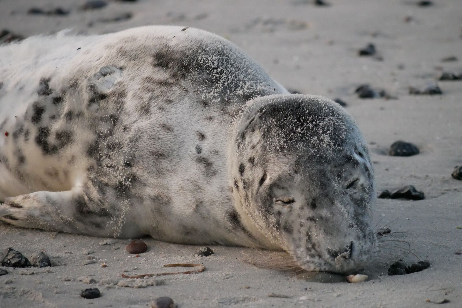 Panasonic Lumix DMC-GX85 (Lumix DMC-GX80 / Lumix DMC-GX7 Mark II) sample photo. Grey seal, r gen photography