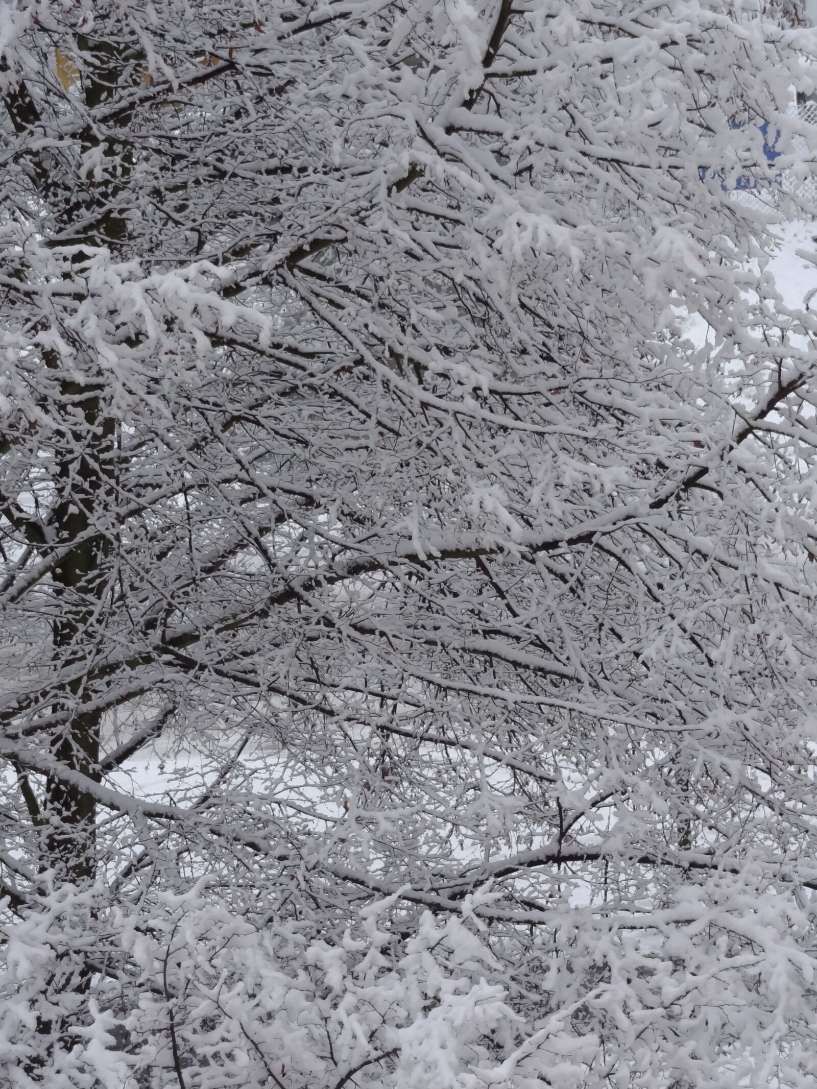 Sony Cyber-shot DSC-HX9V sample photo. Winter, trees, nature photography