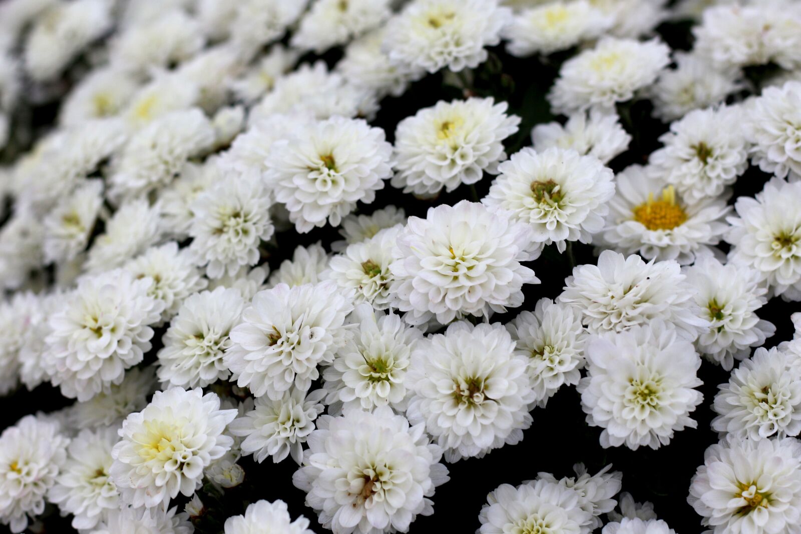 Canon EOS 700D (EOS Rebel T5i / EOS Kiss X7i) sample photo. Chrysanthemum, white flowers, nature photography