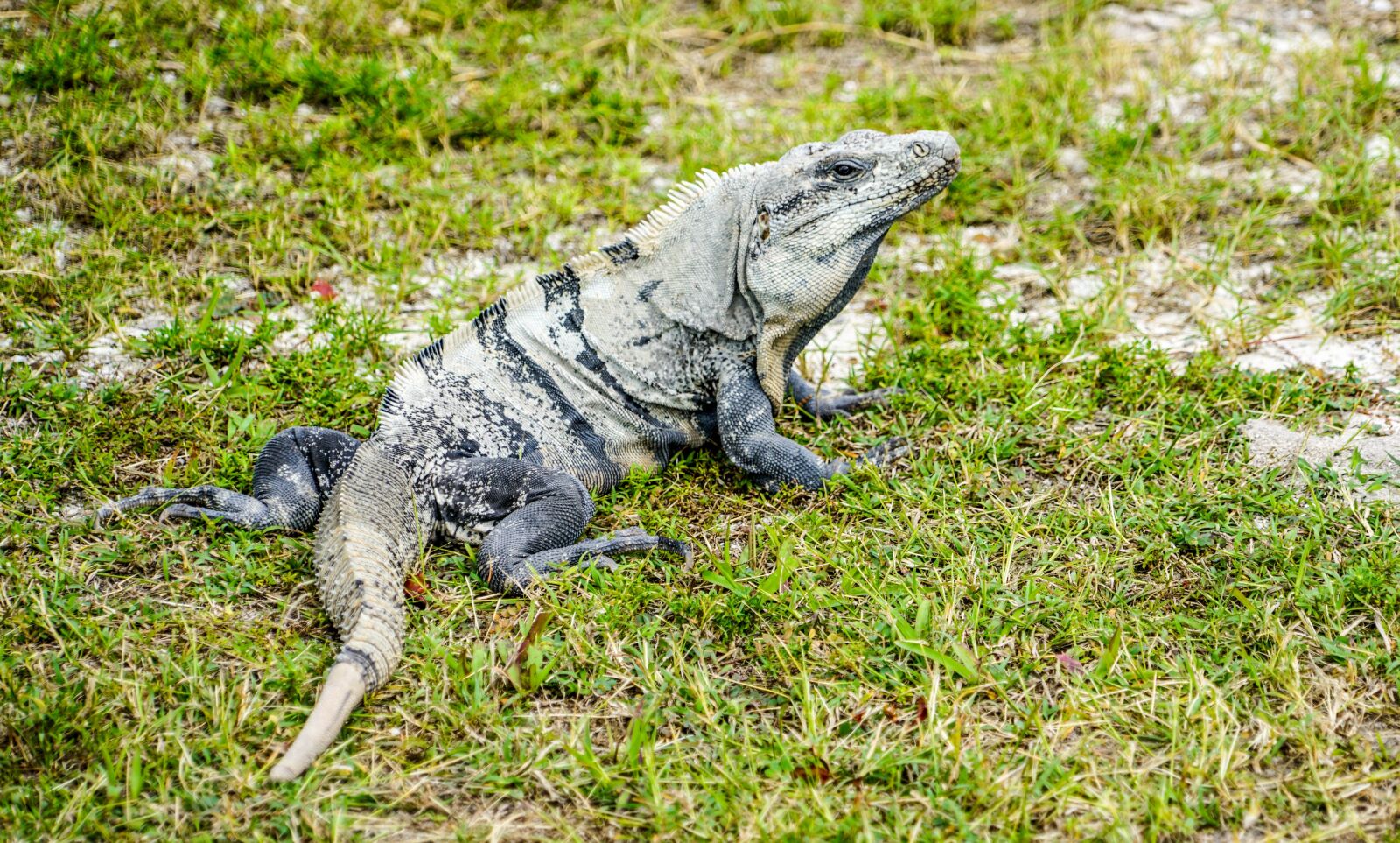 Sony a7R II + Sony FE 24-240mm F3.5-6.3 OSS sample photo. Iguana, lizard, reptile photography