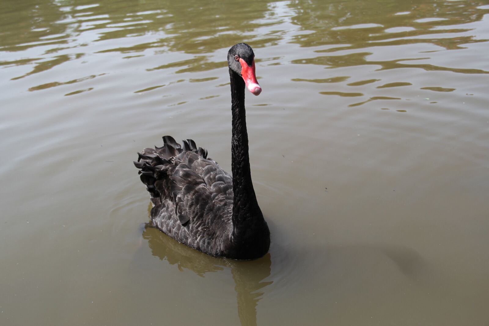 Canon EF-S 18-135mm F3.5-5.6 IS sample photo. Black swan, park, leisure photography
