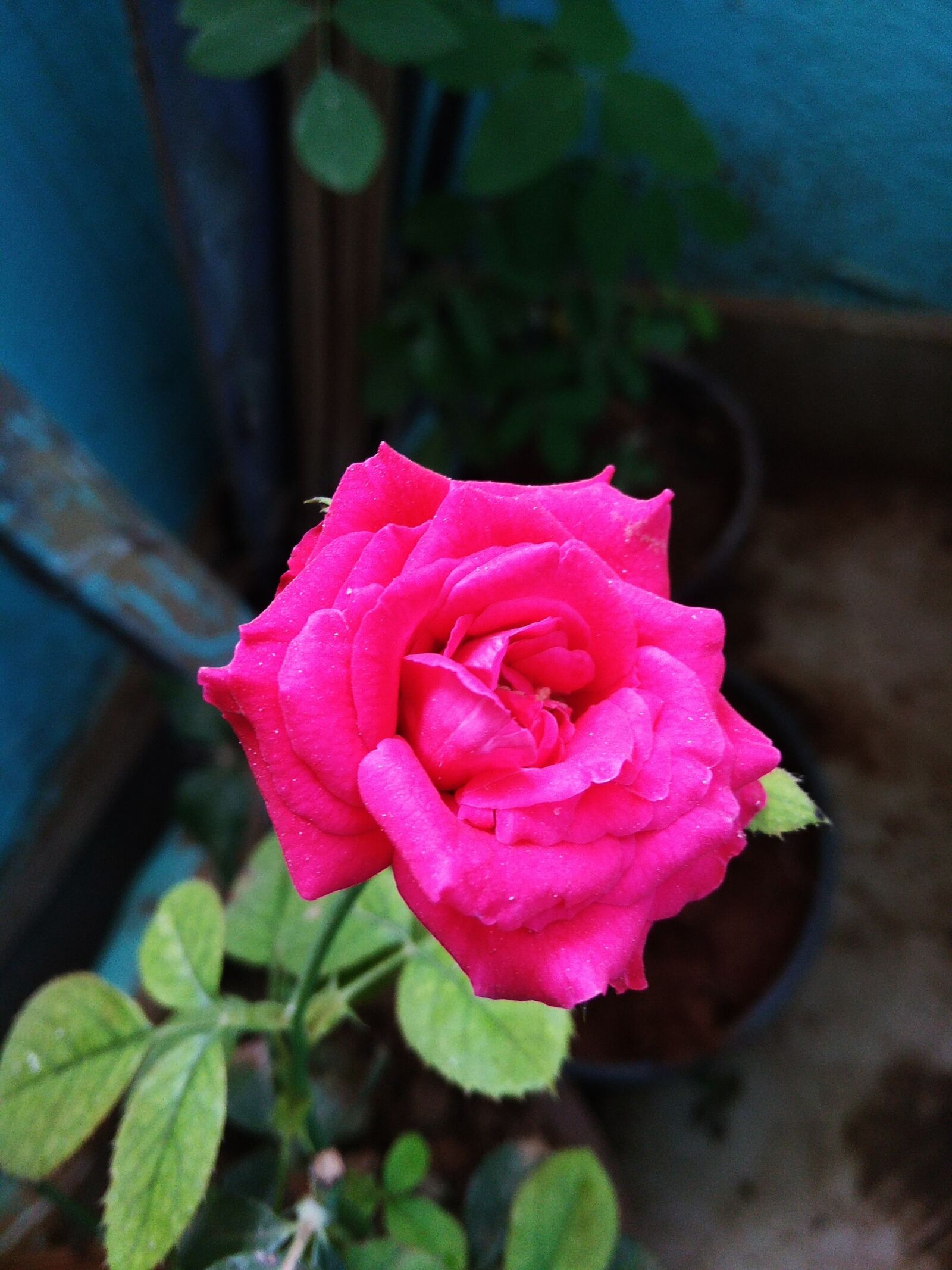 Xiaomi Redmi 5A sample photo. Flower, rose, pink photography