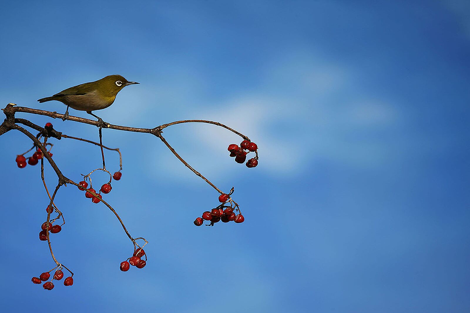 Canon EOS-1D X sample photo. Bird, waiting, couple photography