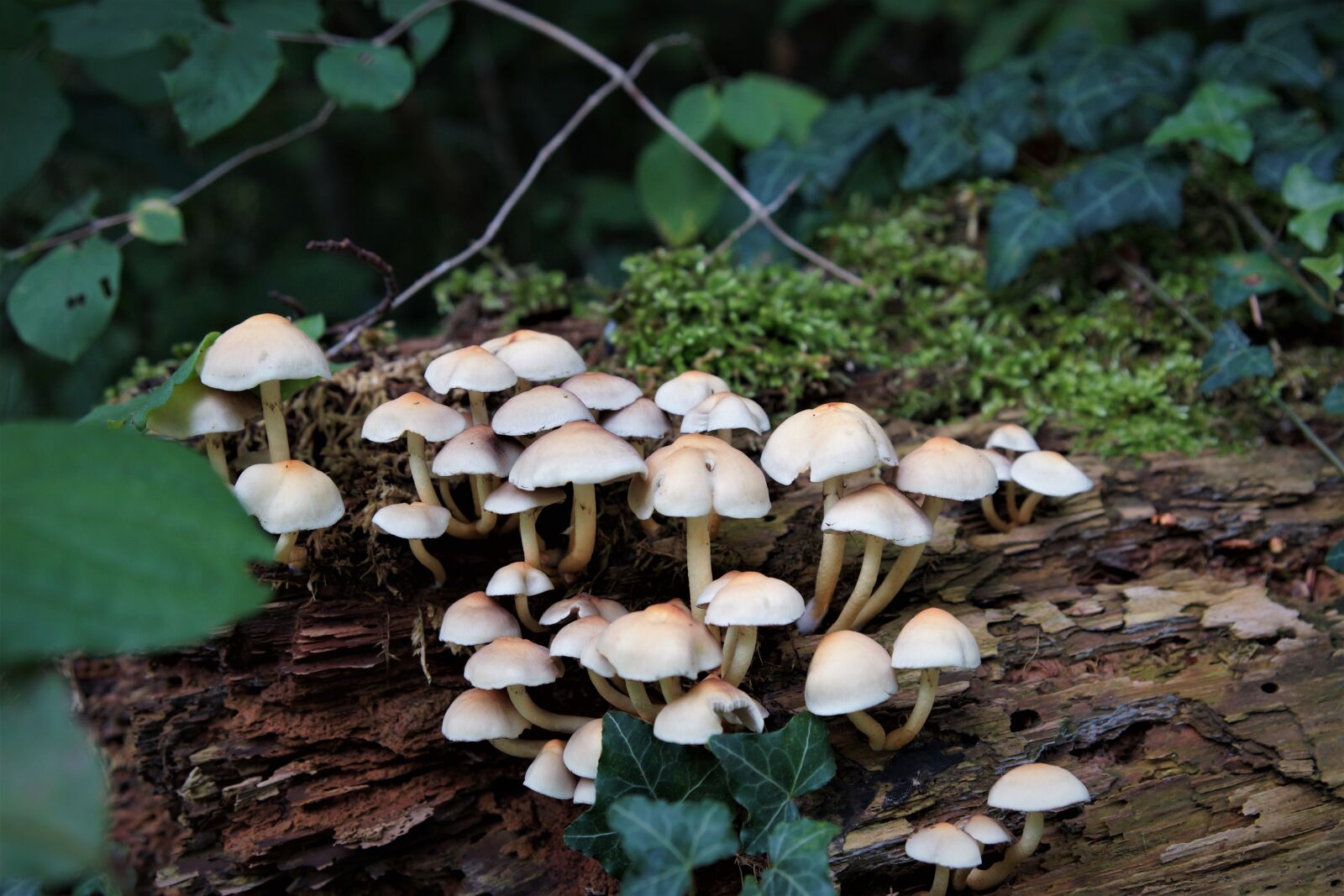 24-70mm F2.8 sample photo. Plant, mushrooms, forest photography