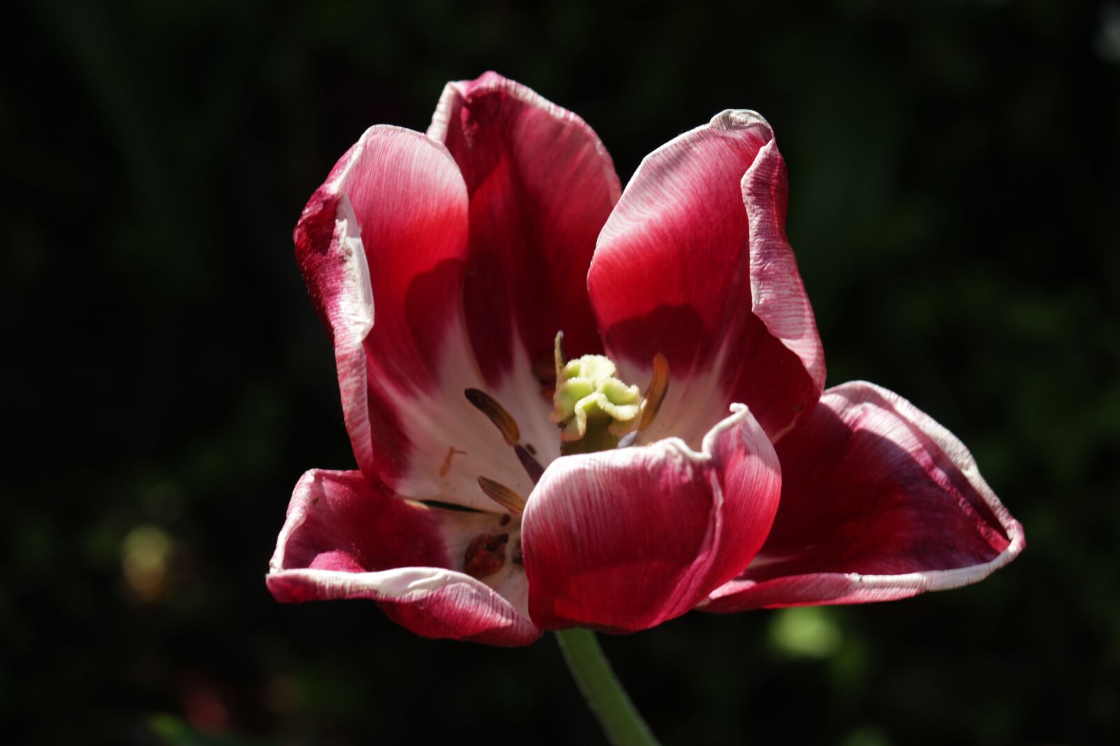 Canon EOS 550D (EOS Rebel T2i / EOS Kiss X4) sample photo. Tulip, old, spring photography