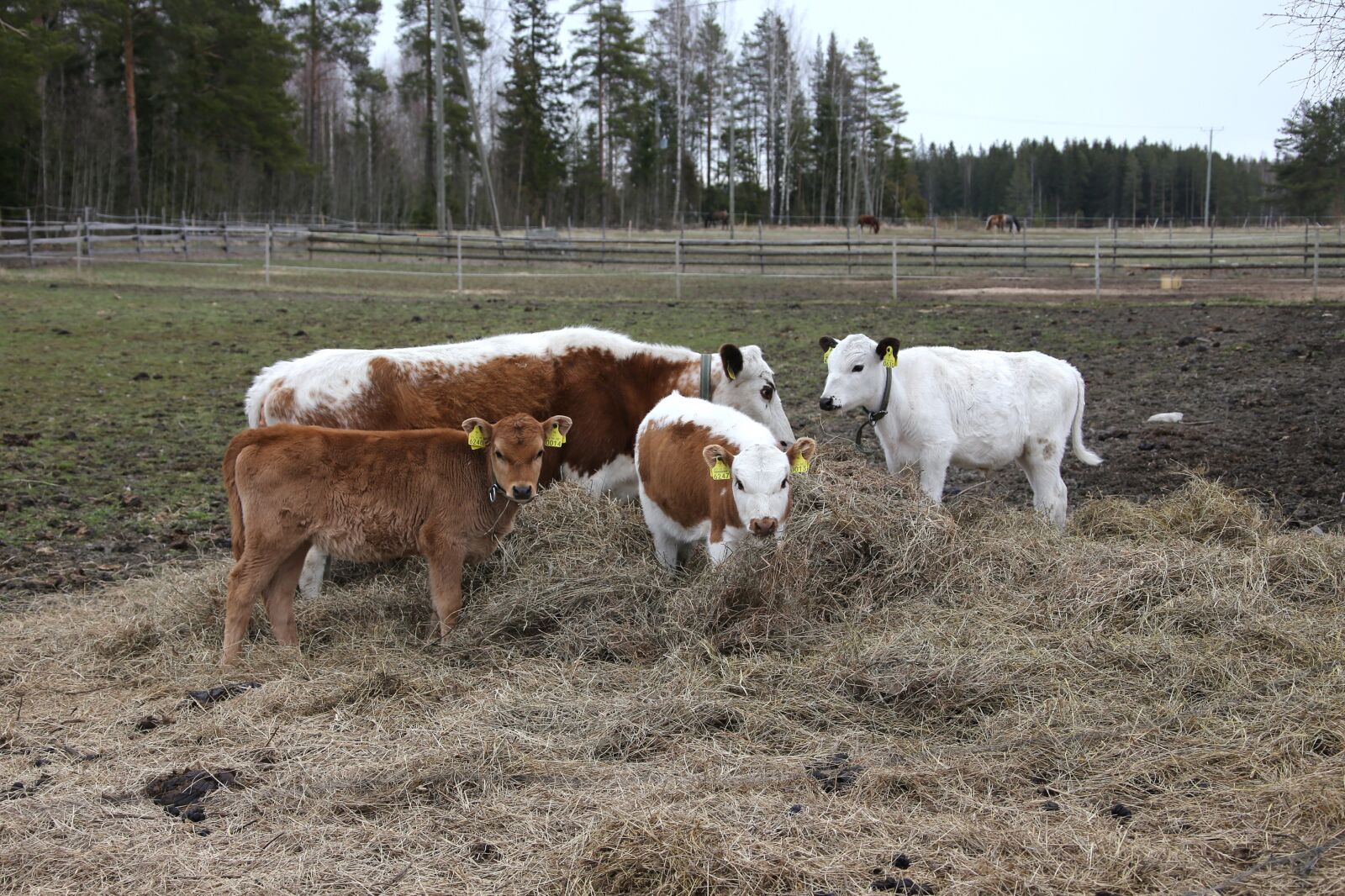 Canon EOS 6D sample photo. The cow, bovine, calf photography
