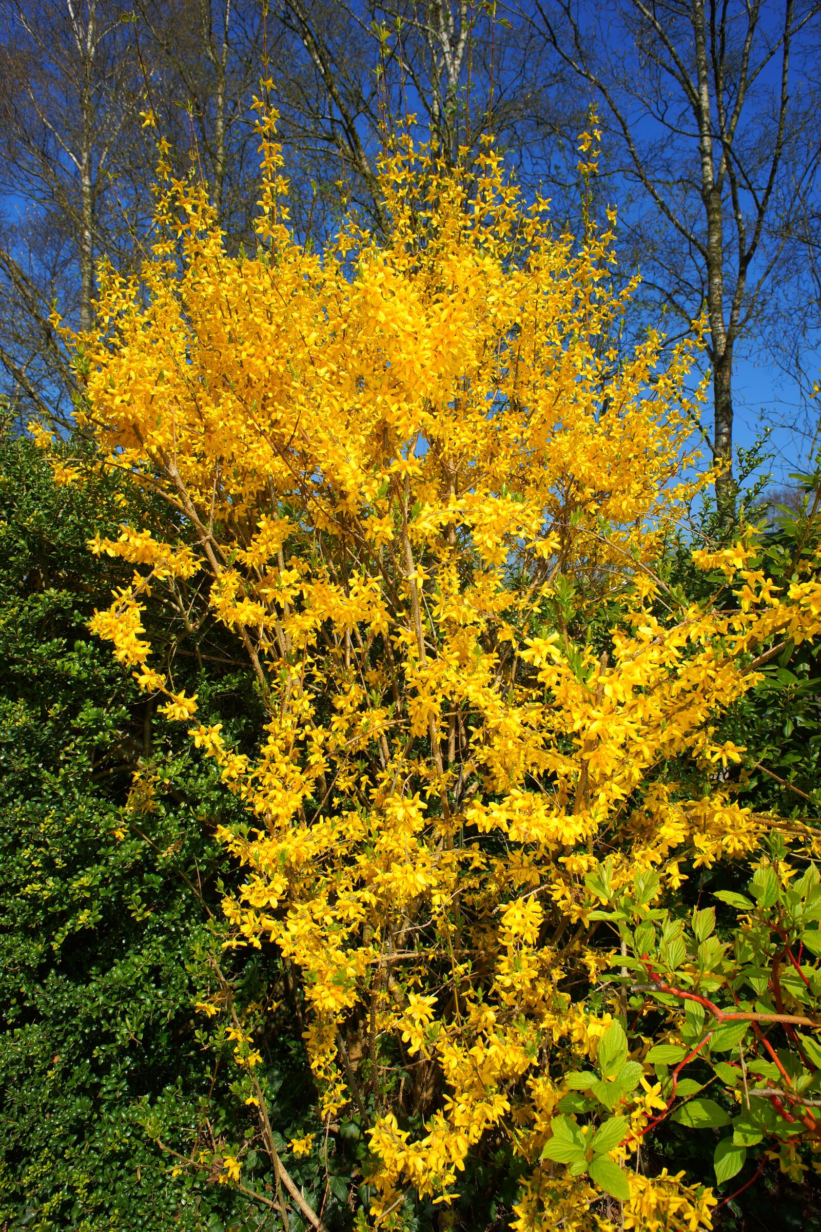 24mm F2.8 sample photo. Forsythia, flowers, yellow photography