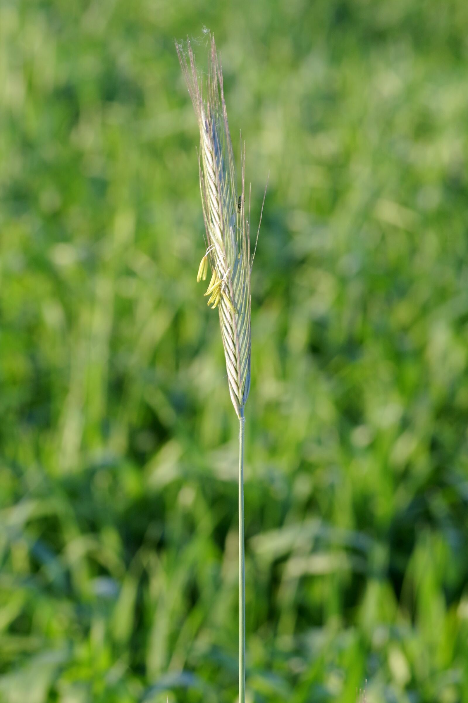 Pentax K-S2 sample photo. Kłos, corn, blooms photography
