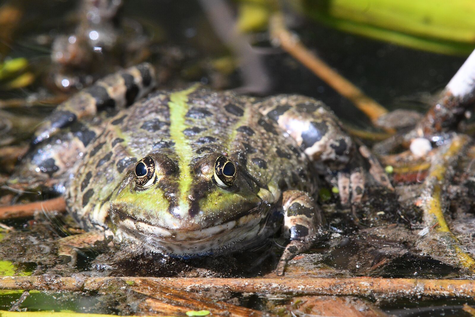 Nikon D500 sample photo. Frog, amphibian, nature photography