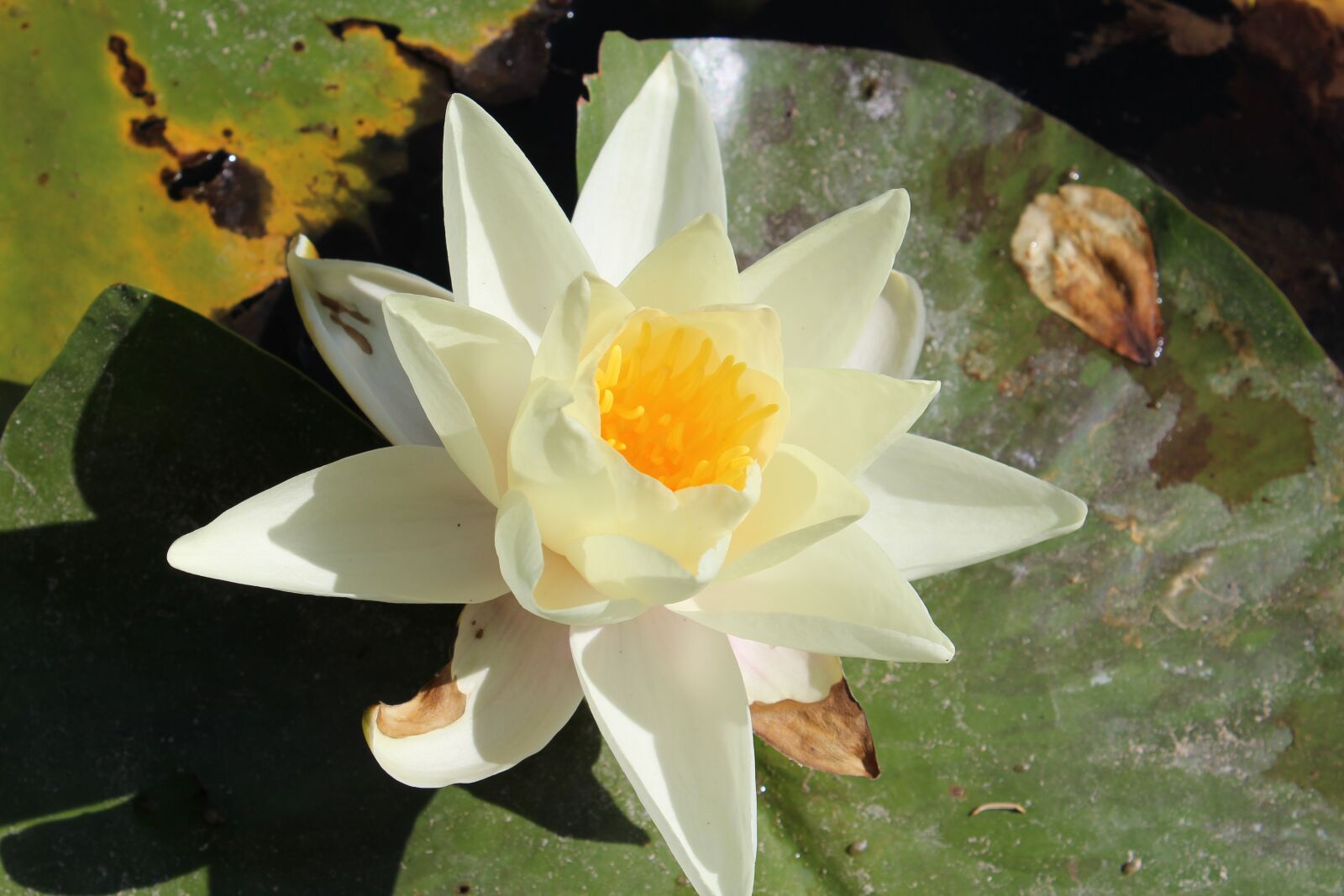 Canon EOS 600D (Rebel EOS T3i / EOS Kiss X5) sample photo. Lotus, pond, flowers photography