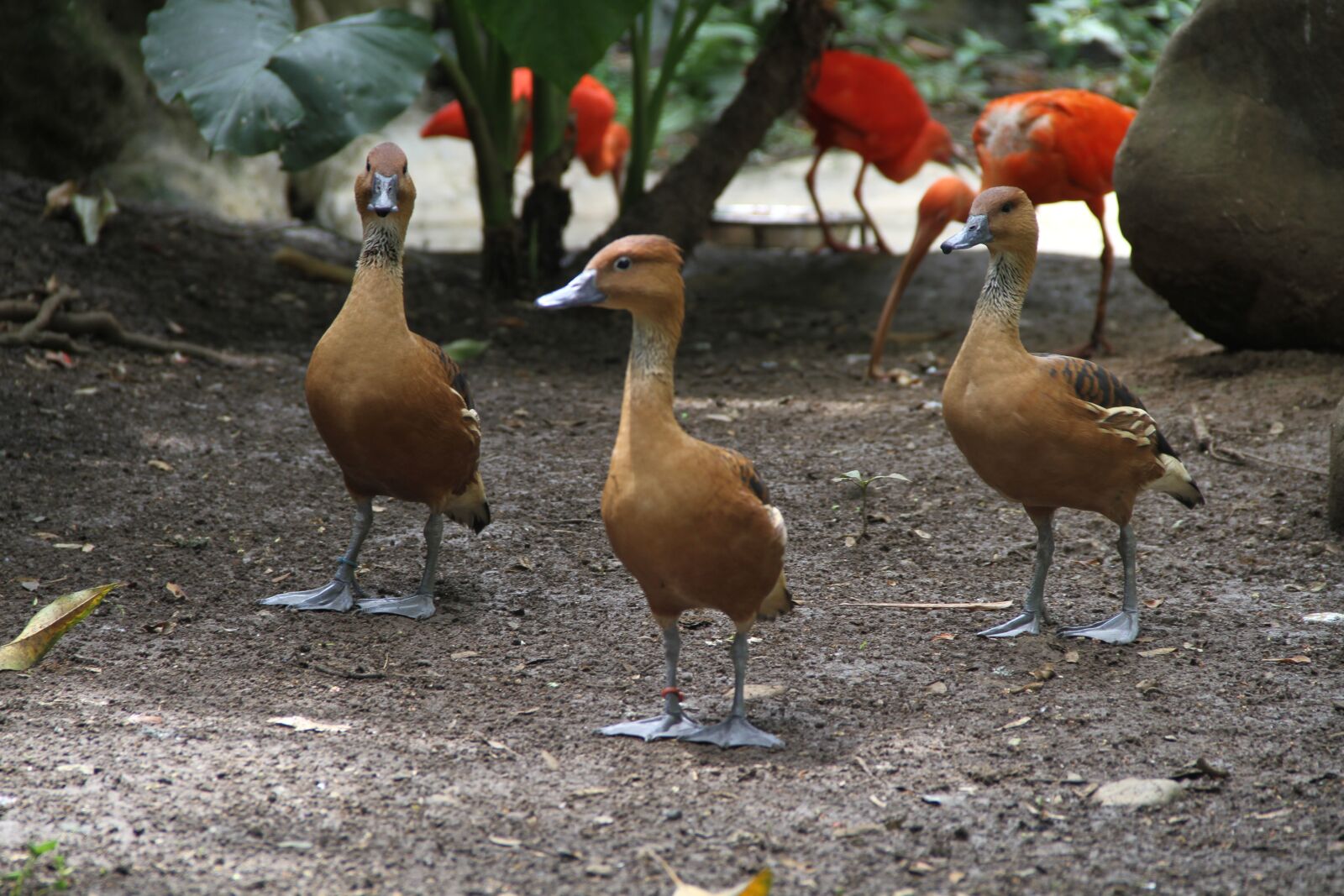 Canon EOS 7D sample photo. Ducks, group, animals photography