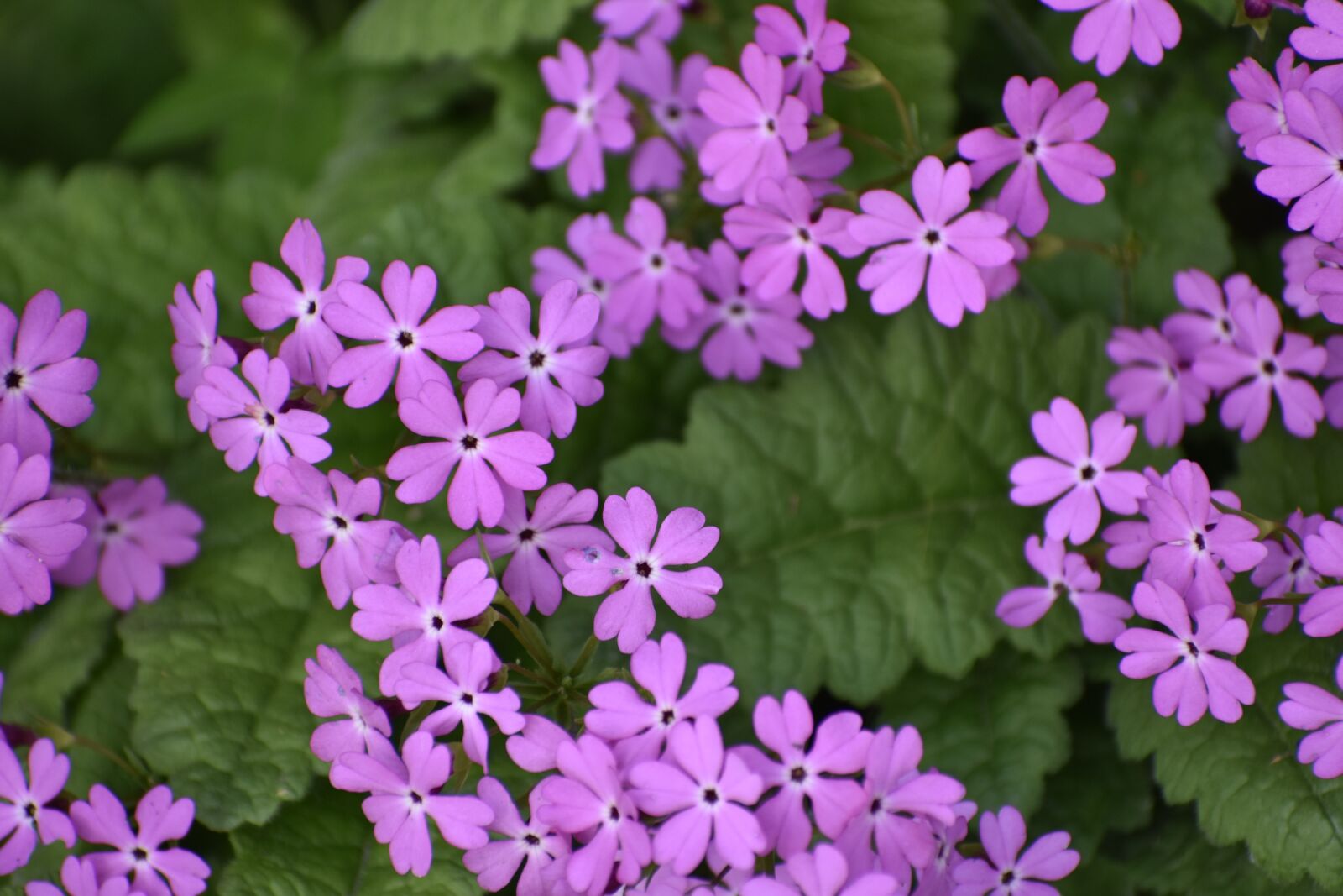 Nikon D3400 sample photo. Flowers, bloom, summer photography