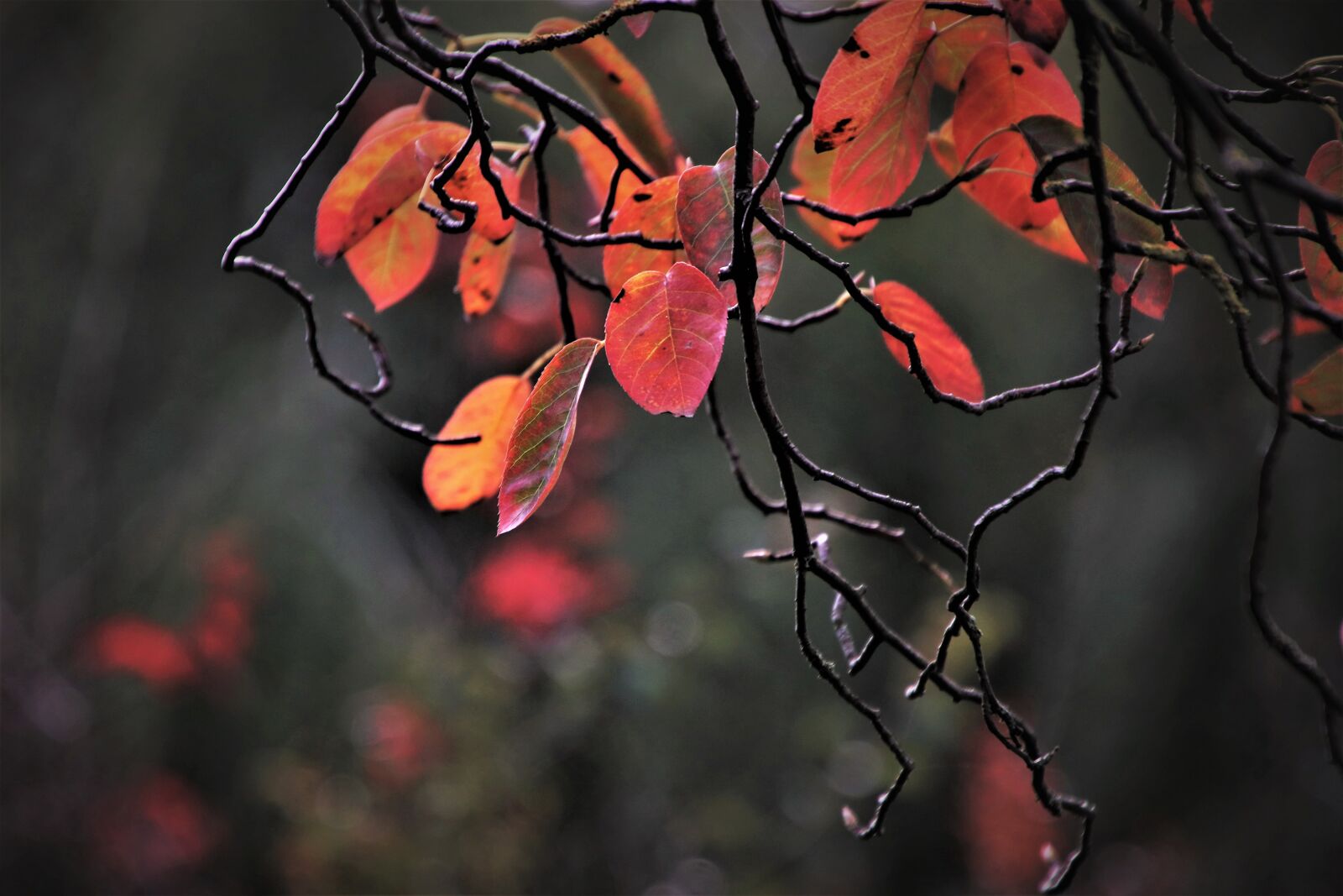 Canon EOS 80D sample photo. Red, twigs, red leaves photography