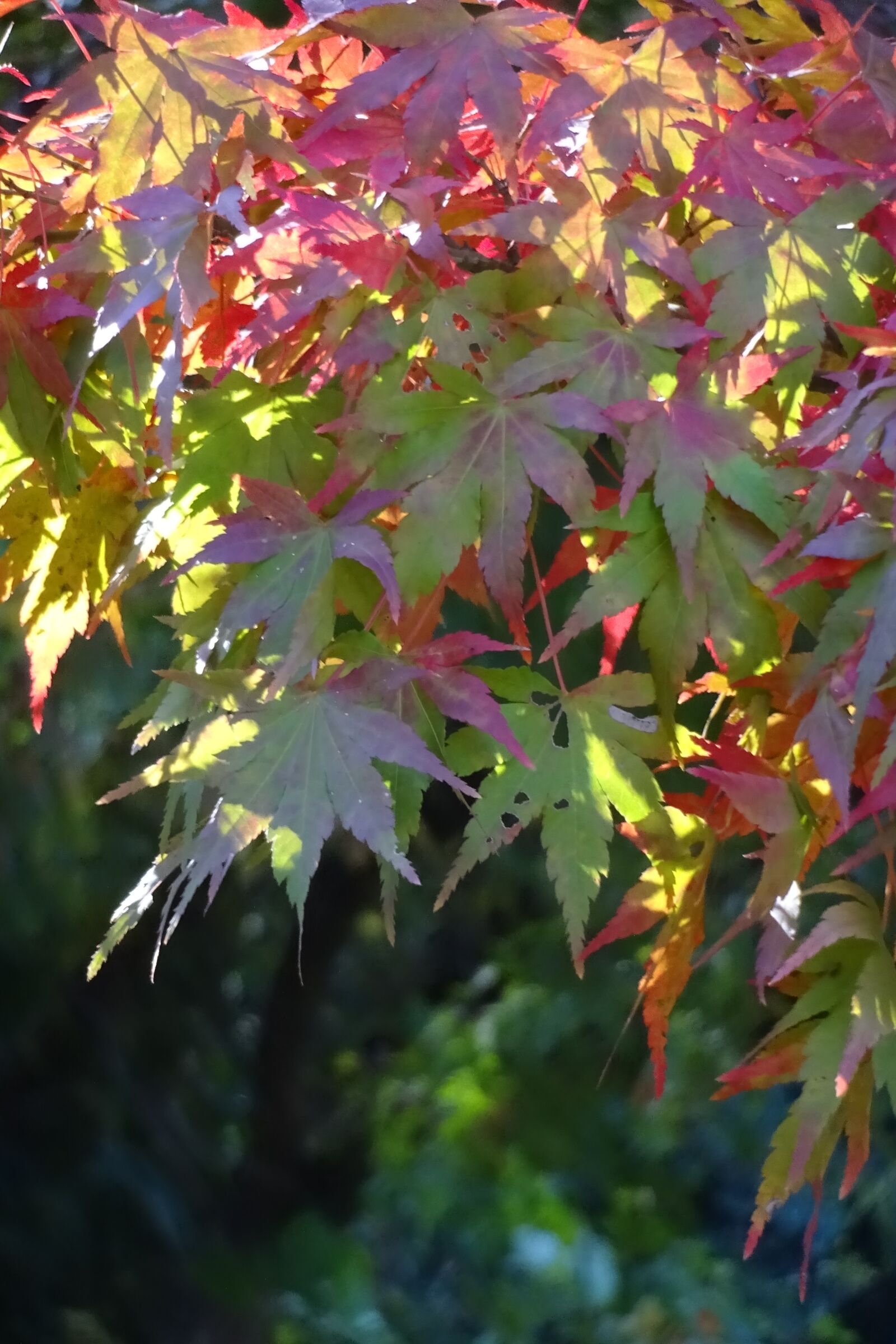Sony Cyber-shot DSC-WX220 sample photo. Autumnal leaves, red leaves photography