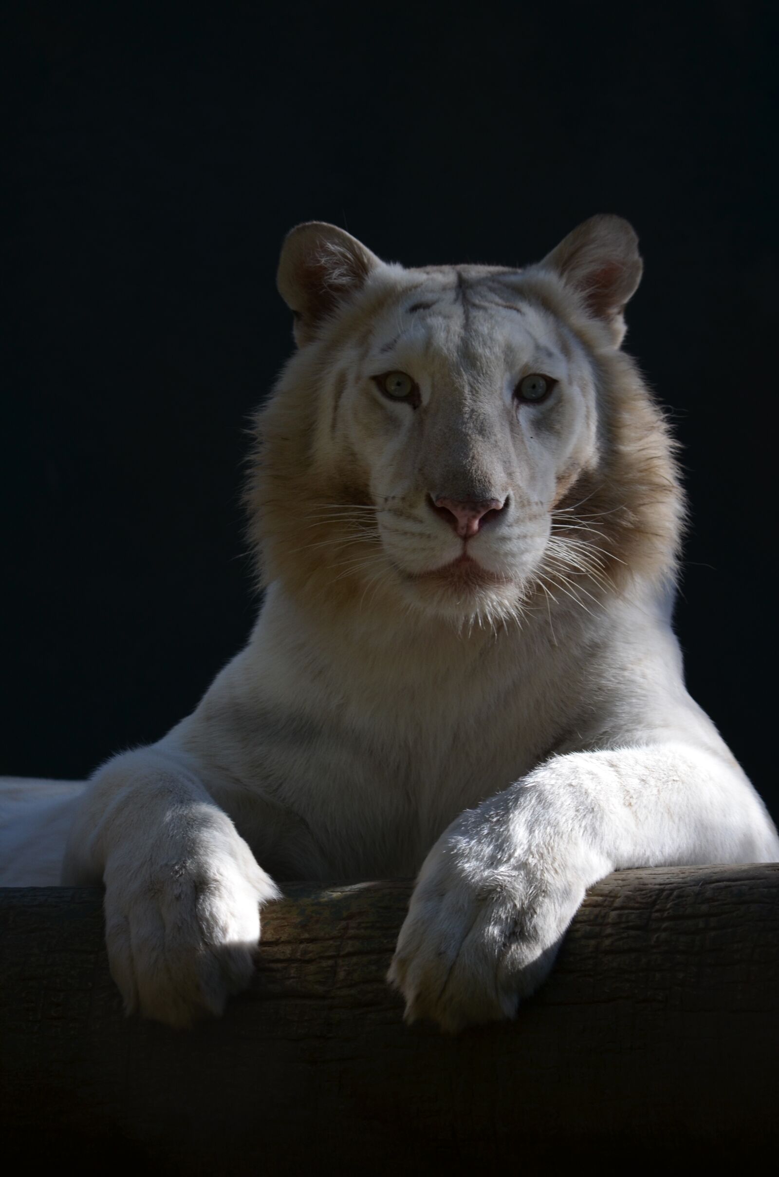 Nikon D5100 sample photo. Mammals, beast, no person photography