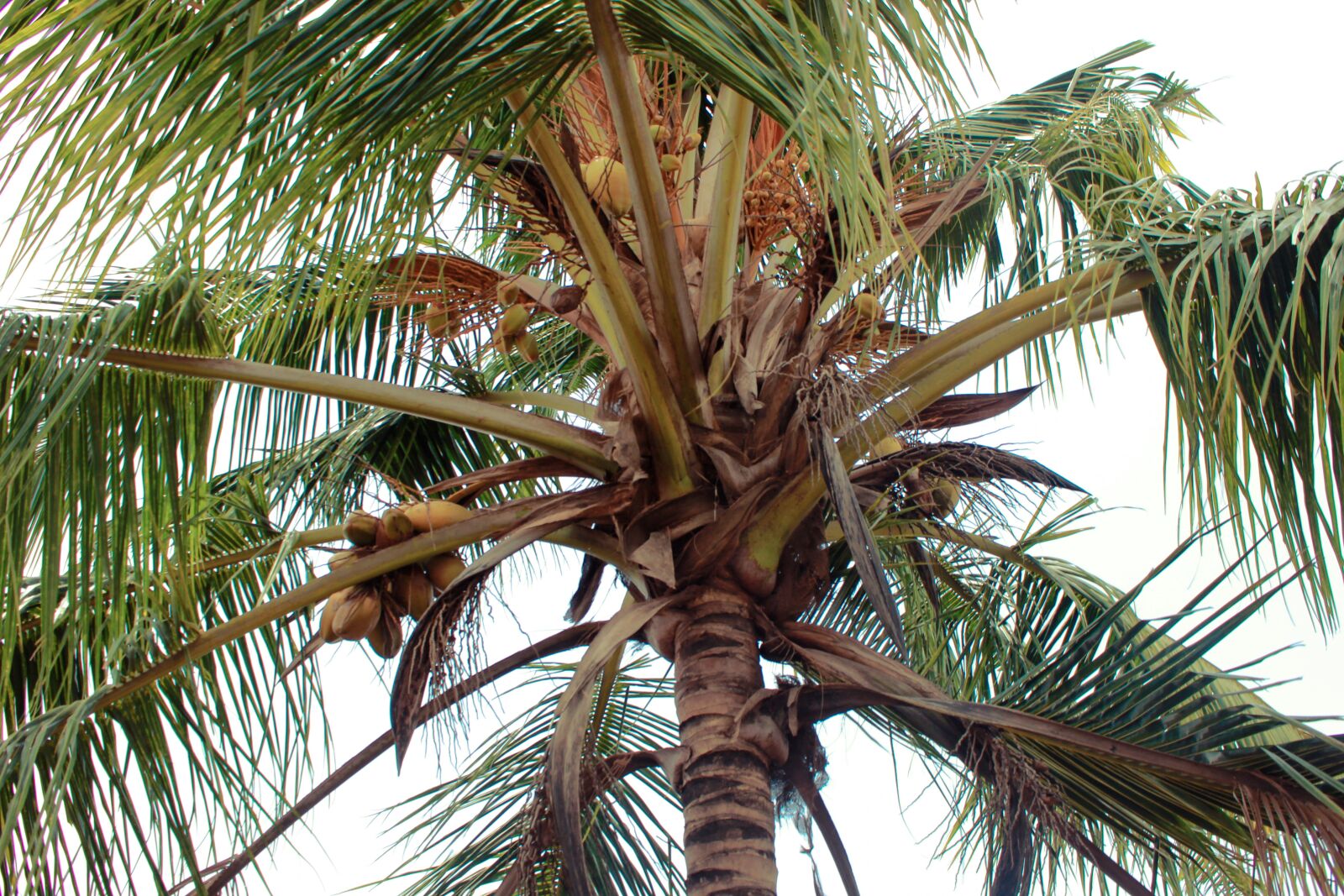 Canon EOS 600D (Rebel EOS T3i / EOS Kiss X5) sample photo. Coconut, tree, pine photography