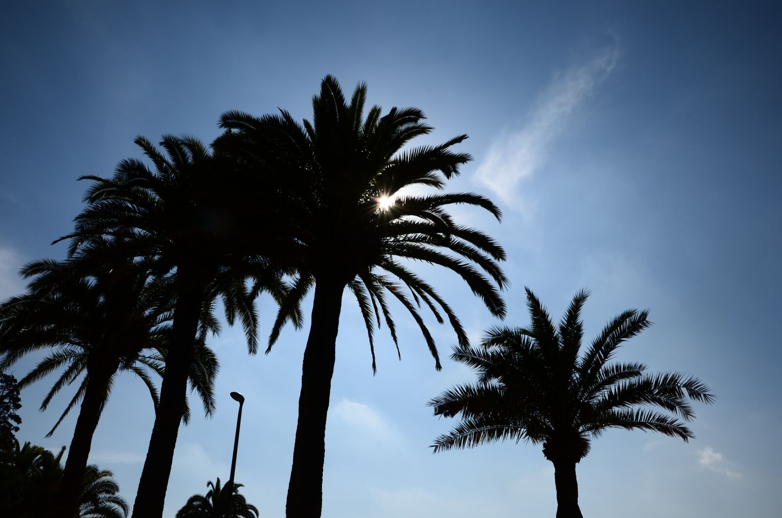 Nikon D7000 sample photo. Trees, palm trees, barcelona photography