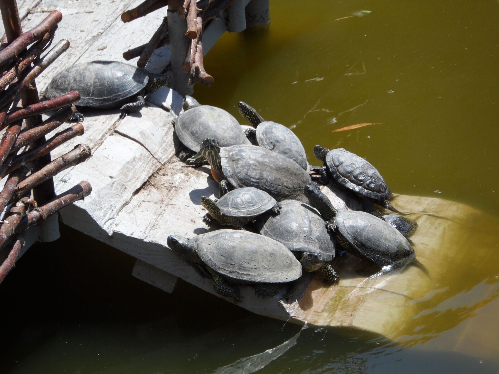 Samsung WB150 / WB150F / WB152 / WB152F / WB151 / WB151F / WB140 sample photo. Turtle, lake, in the photography
