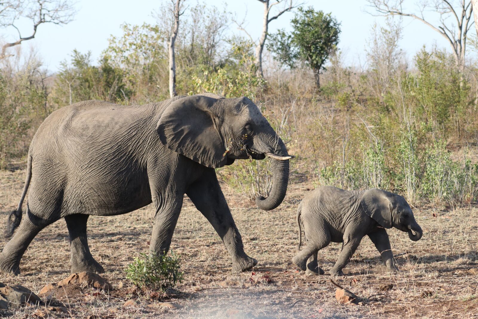 Canon EOS 80D sample photo. Elephant, mother, baby photography