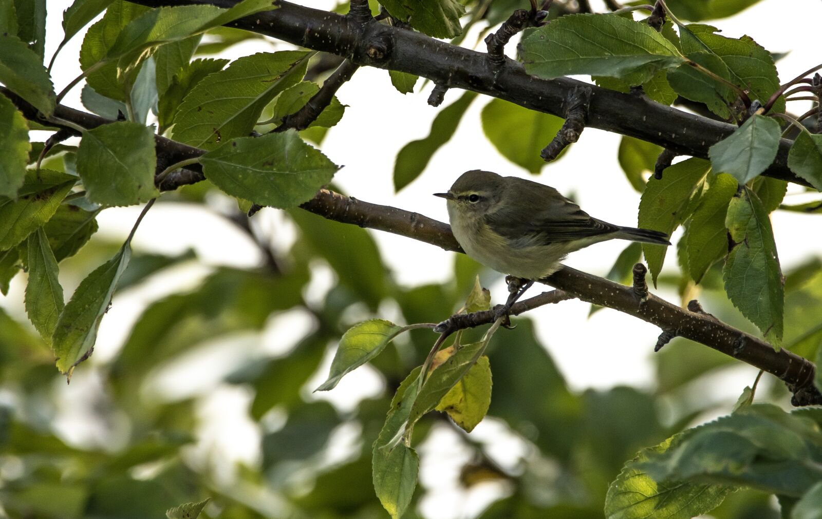 Canon EOS 90D sample photo. Chiffchaff, bird, perched photography