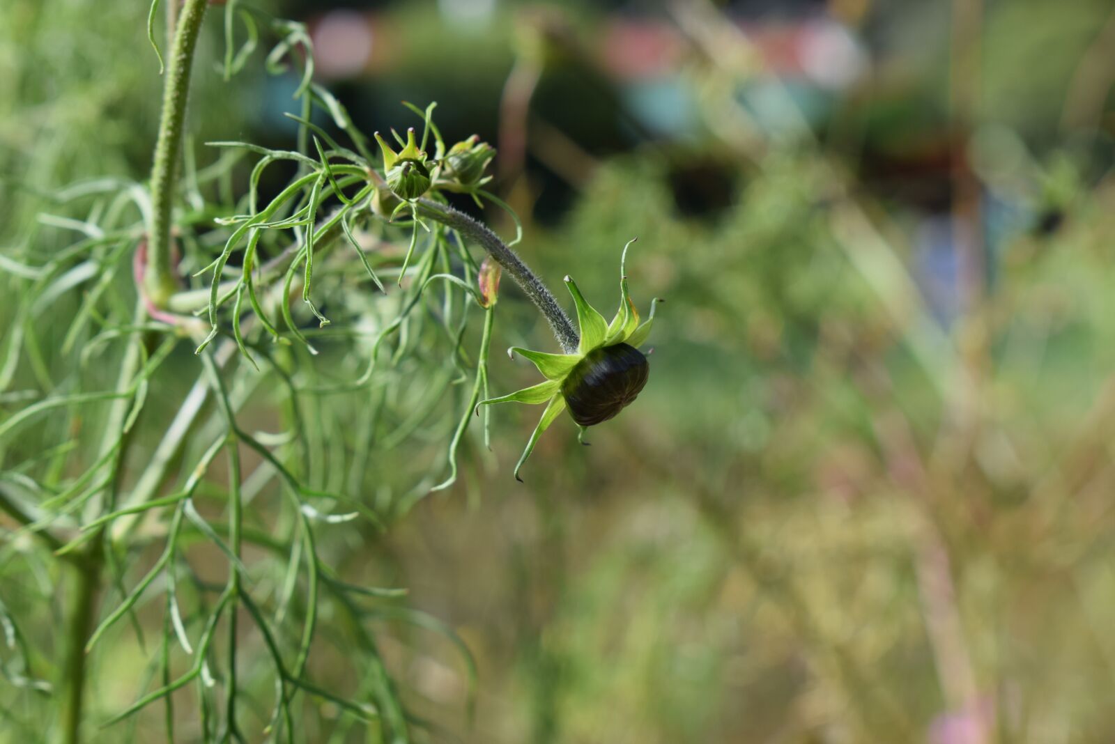Nikon D5300 sample photo. Flower, nature, plant photography