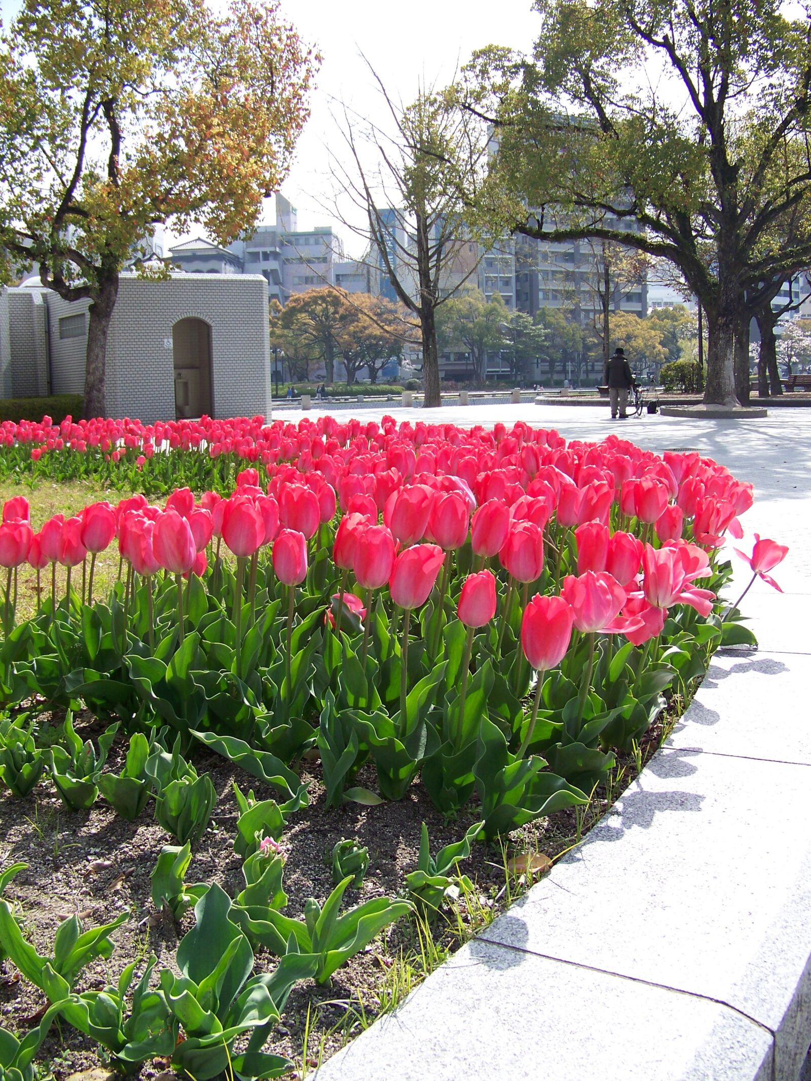 Kodak Z712 IS ZOOM DIGITAL CAMERA sample photo. Hiroshima, park, tulips photography