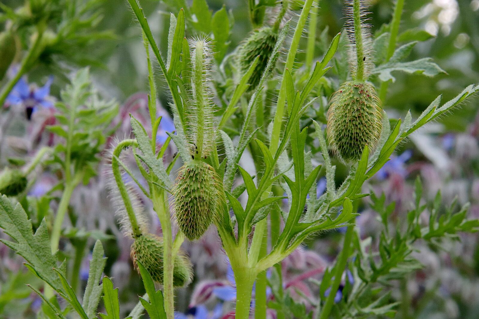 Canon EOS 800D (EOS Rebel T7i / EOS Kiss X9i) sample photo. Flower buds, plants, flora photography