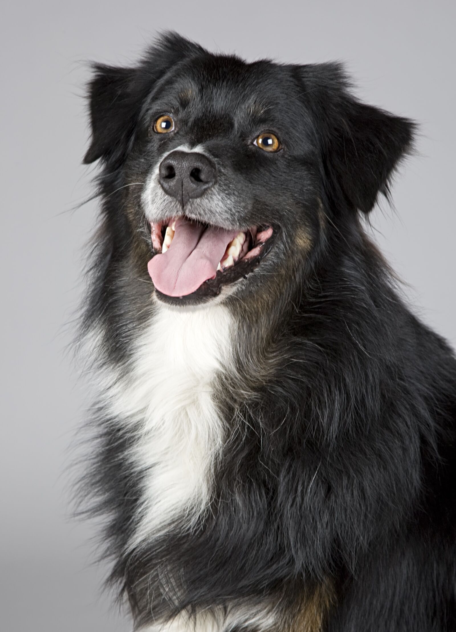Canon EOS-1D Mark III sample photo. Dog, animal portrait, sheltie photography