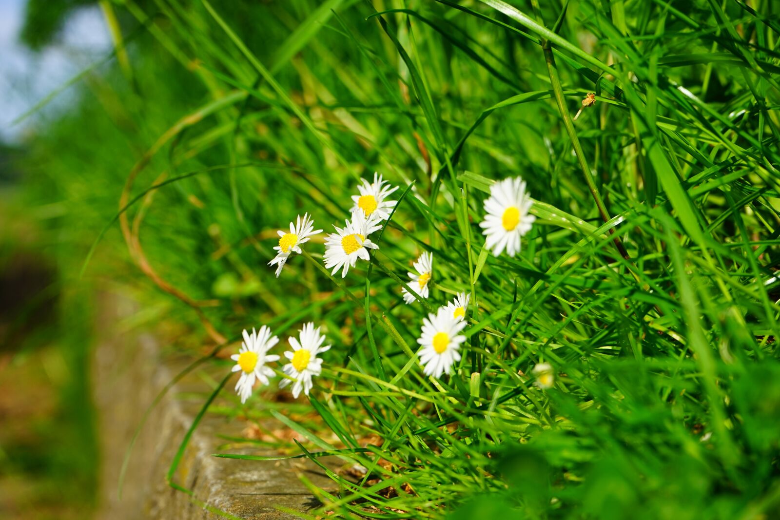 Sony a7 sample photo. Daisy, flower, blossom photography