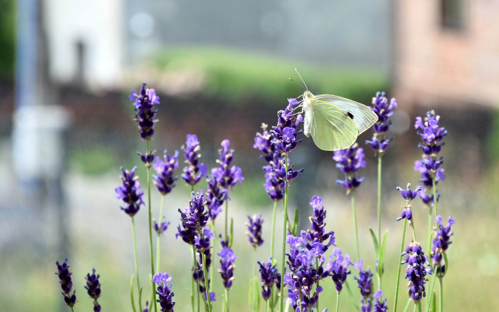 Nikon D7200 sample photo. Pieris brassicae, butterfly, white photography