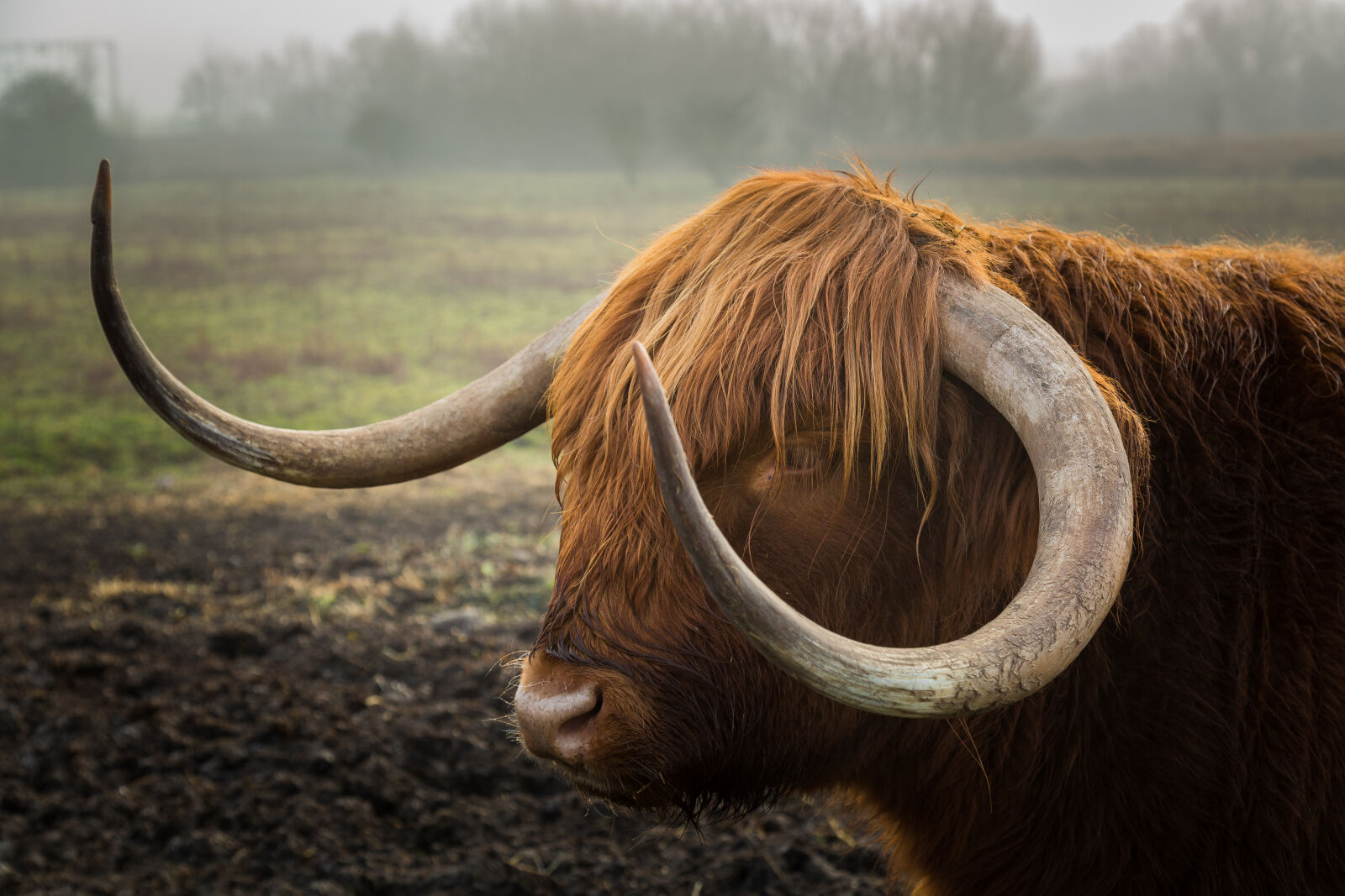 Canon EF 24-105mm F4L IS USM sample photo. Bull, horns photography