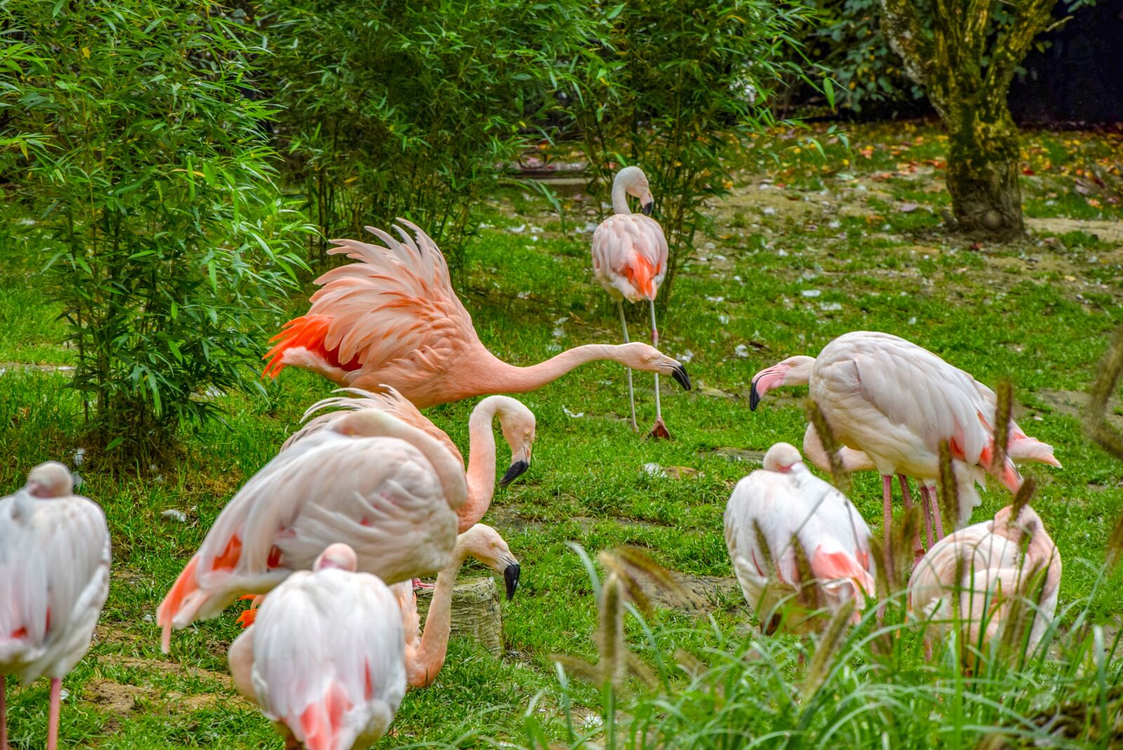 Nikon D5300 sample photo. Flaming, bird, birds photography