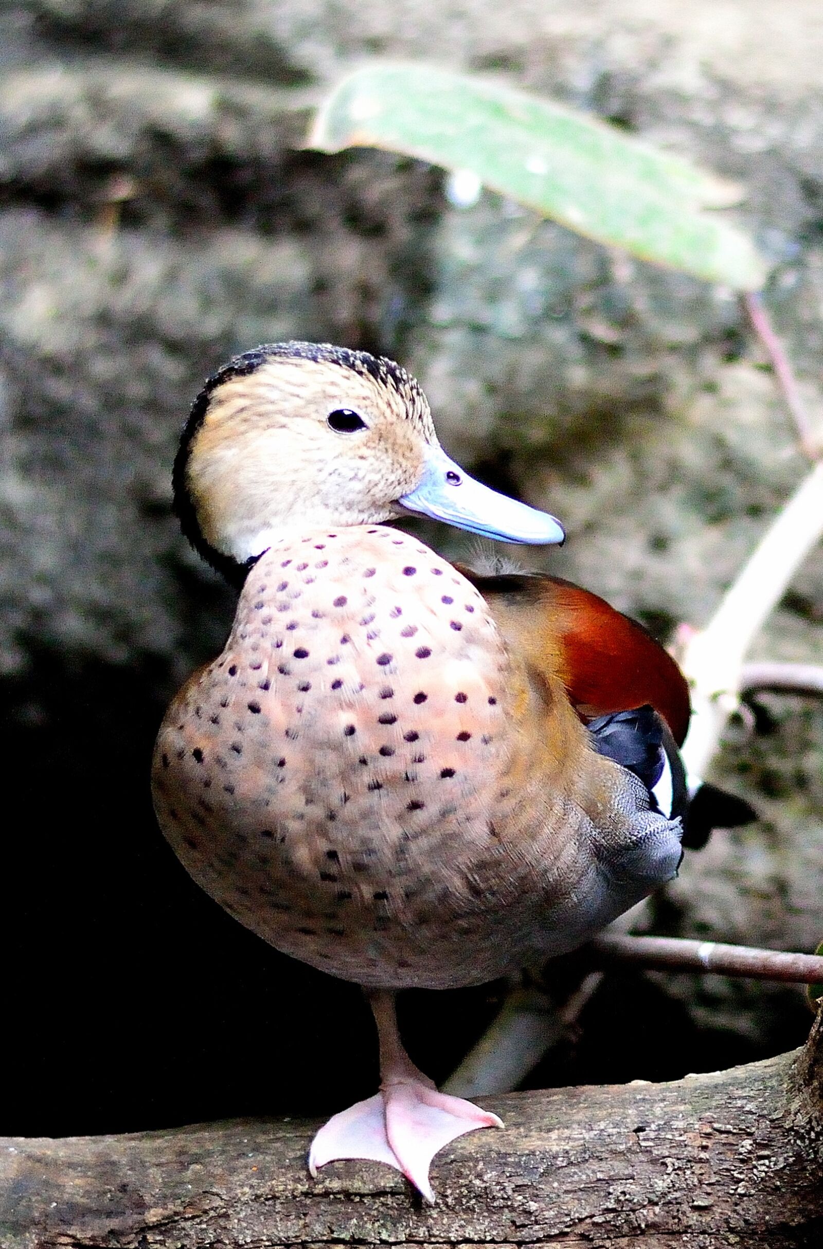 Nikon D3200 sample photo. Ringed teal, duck, fowl photography