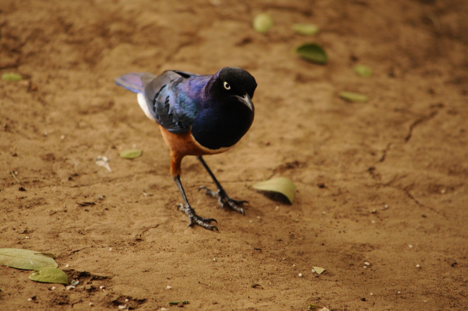 Nikon D300 sample photo. Africa, colorful, bird photography