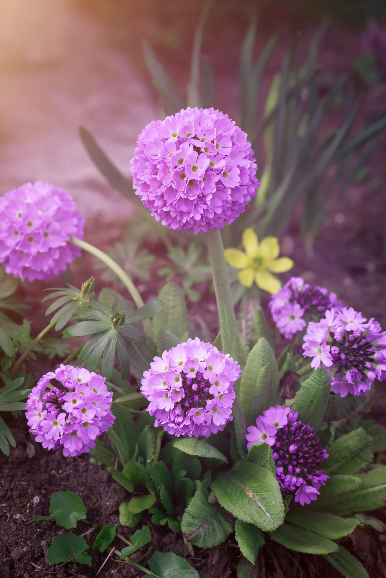 Nikon D750 sample photo. Drumstick, ball-primrose, primrose photography