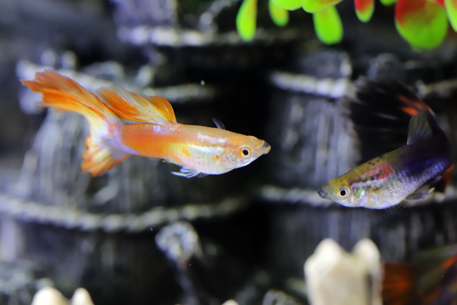 Canon EOS 6D Mark II sample photo. Goofy, tropical fish, fish photography