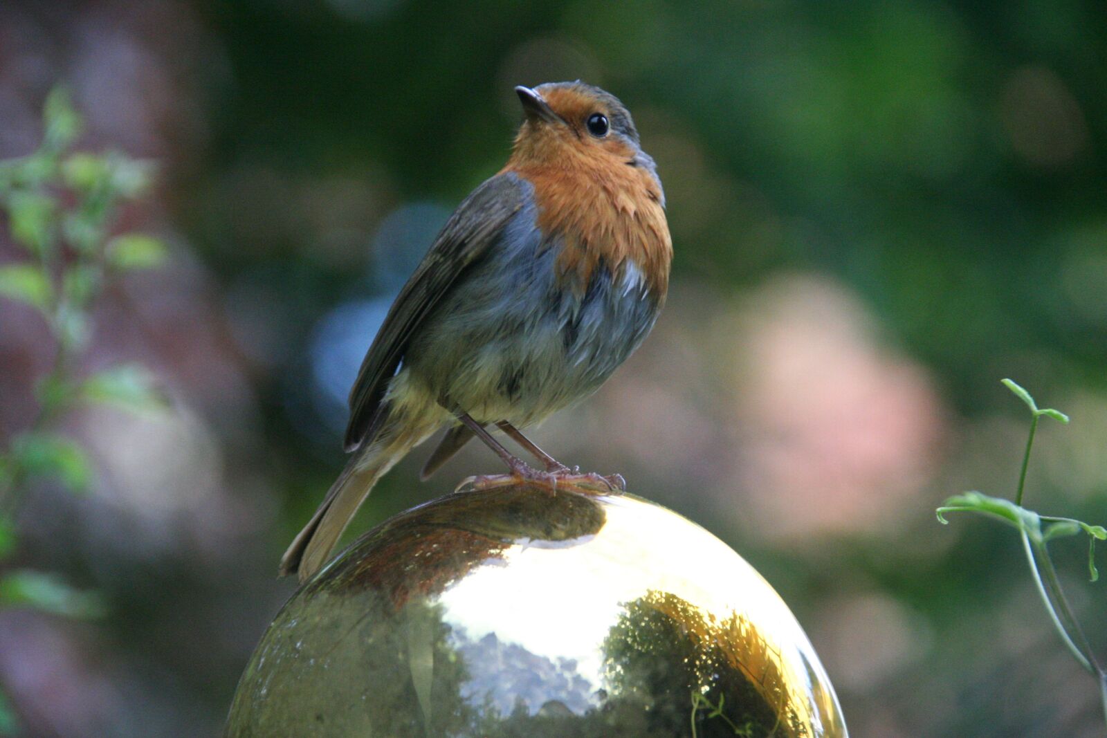 Canon EOS 350D (EOS Digital Rebel XT / EOS Kiss Digital N) sample photo. Robin, songbird, bird photography