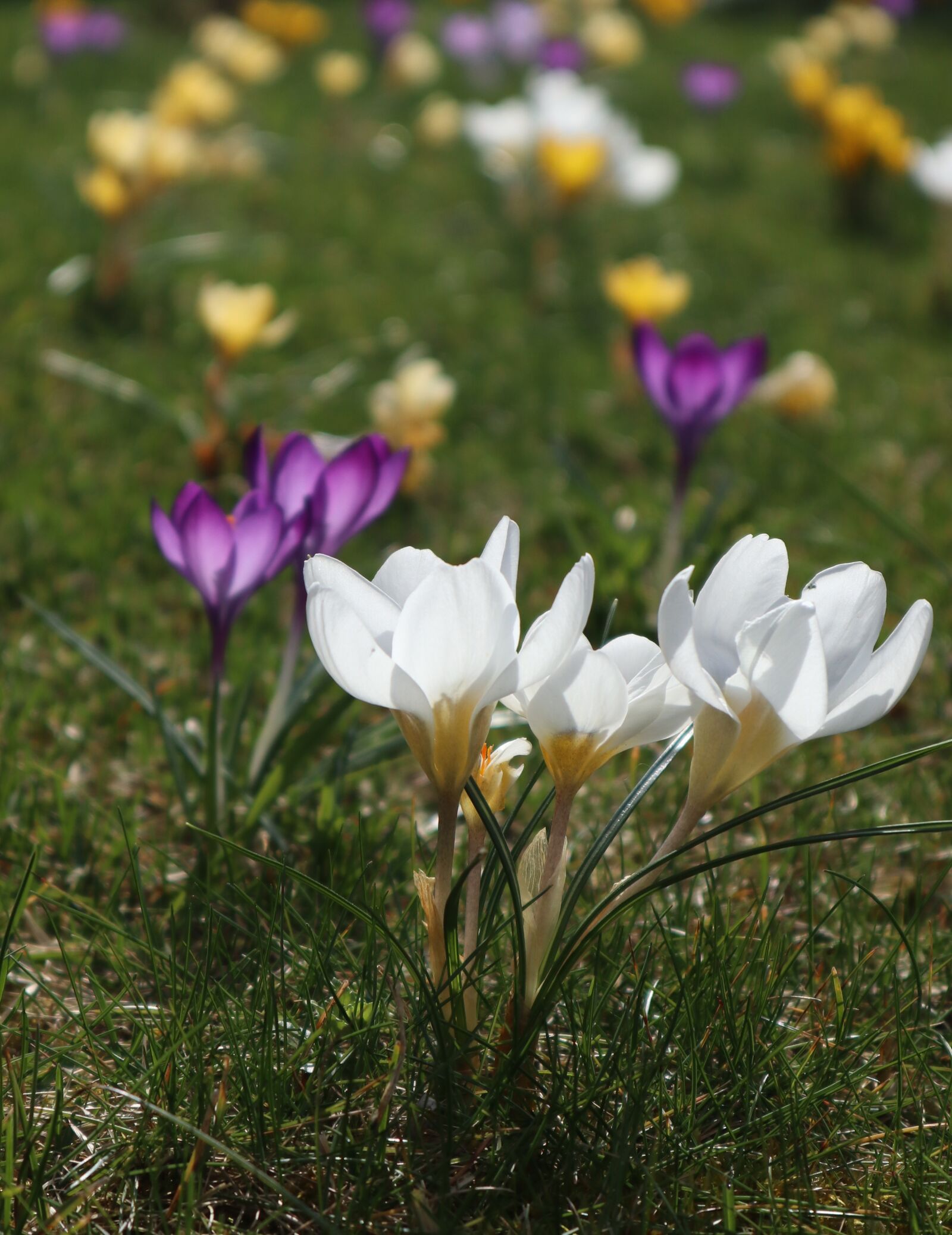 Canon EOS M100 sample photo. The beginning of spring photography